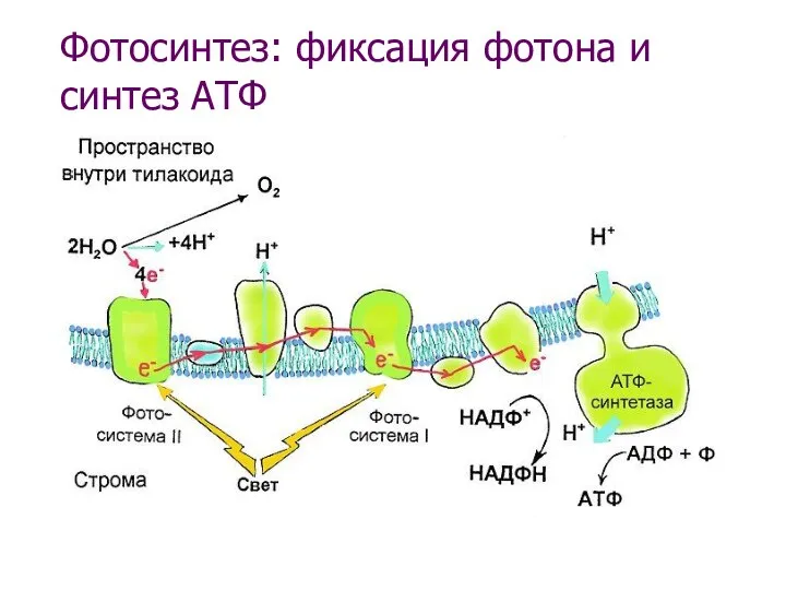 Фотосинтез: фиксация фотона и синтез АТФ