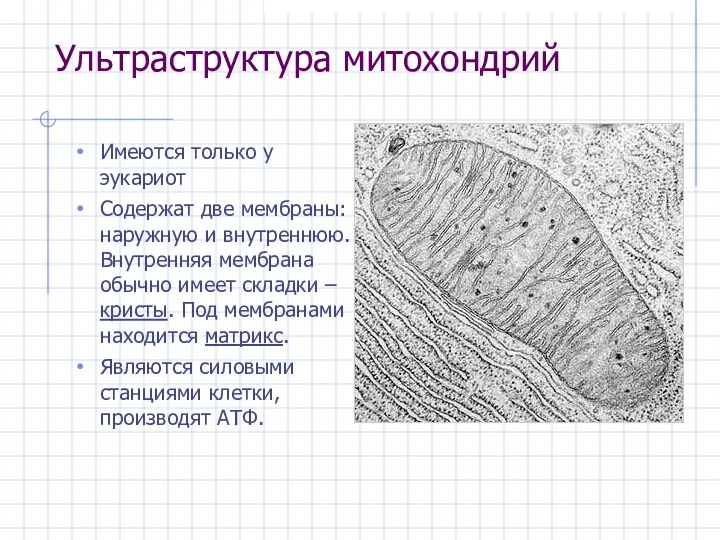 Ультраструктура митохондрий Имеются только у эукариот Содержат две мембраны: наружную