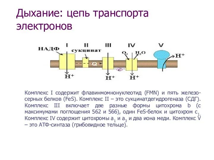 Дыхание: цепь транспорта электронов Комплекс I содержит флавинмомнонуклеотид (FMN) и