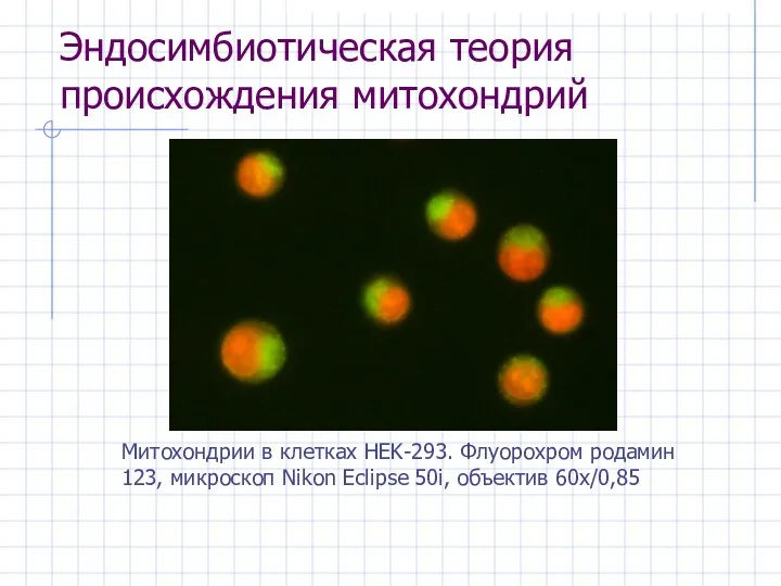 Эндосимбиотическая теория происхождения митохондрий Митохондрии в клетках HEK-293. Флуорохром родамин