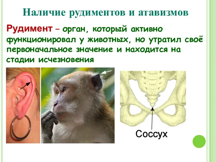 Наличие рудиментов и атавизмов Рудимент – орган, который активно функционировал