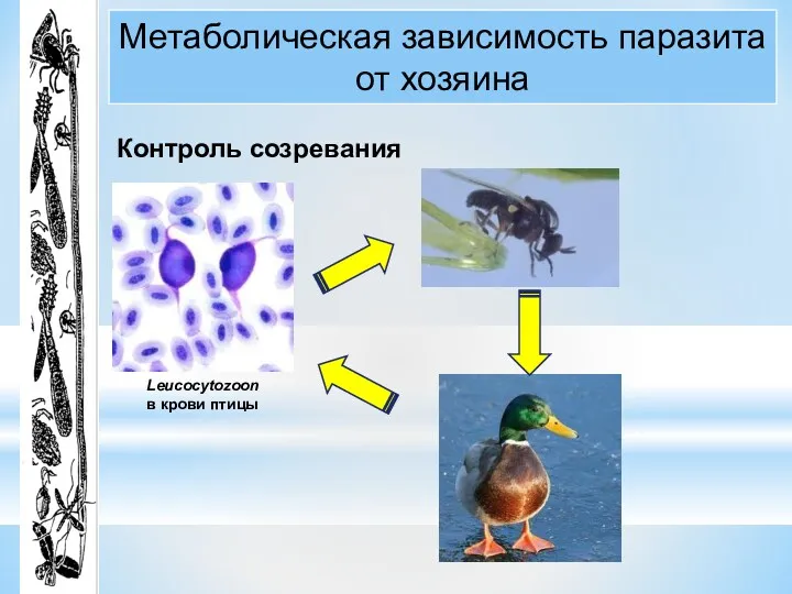 Метаболическая зависимость паразита от хозяина Контроль созревания Leucocytozoon в крови птицы