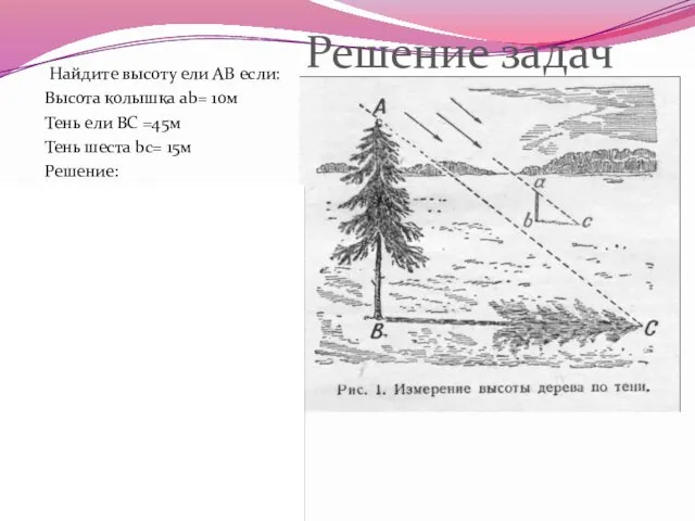 Найдите высоту ели АВ если: Высота колышка ab= 10м Тень