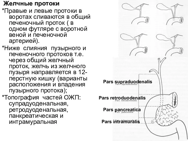 Желчные протоки *Правые и левые протоки в воротах сливаются в