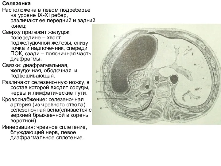 Селезенка Расположена в левом подреберье на уровне IX-XI ребер, различают