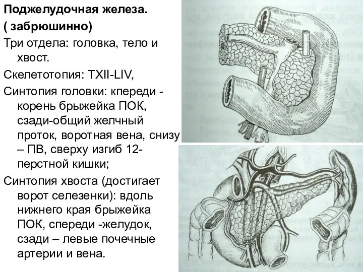 Поджелудочная железа. ( забрюшинно) Три отдела: головка, тело и хвост.