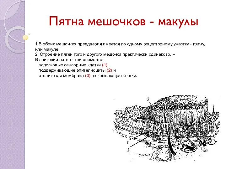 Пятна мешочков - макулы 1.В обоих мешочках преддверия имеется по