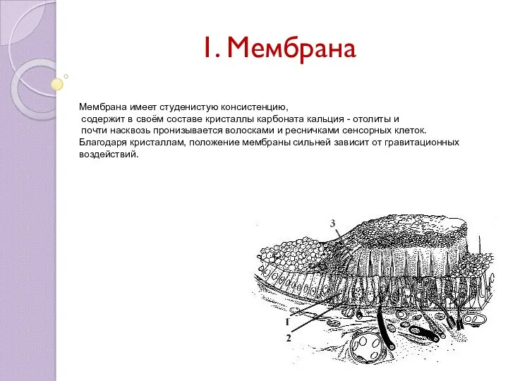 1. Мембрана Мембрана имеет студенистую консистенцию, содержит в своём составе