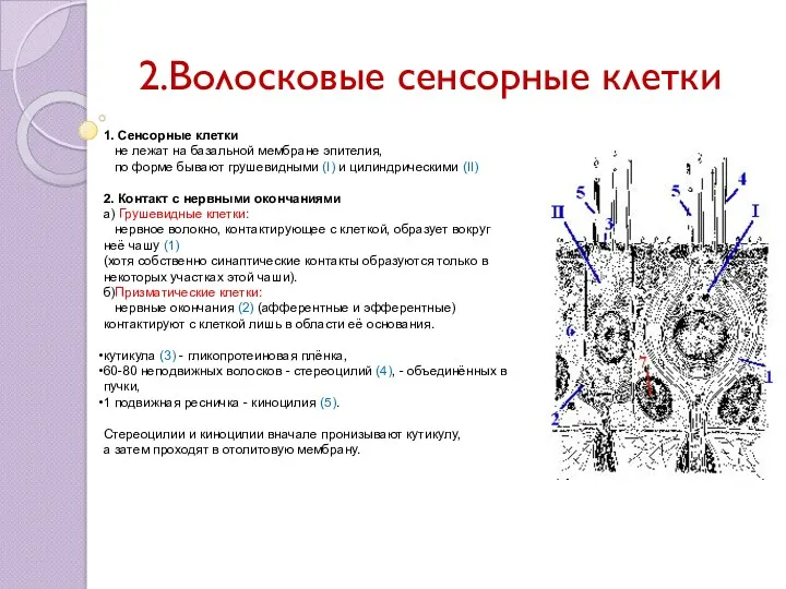 2.Волосковые сенсорные клетки 1. Сенсорные клетки не лежат на базальной