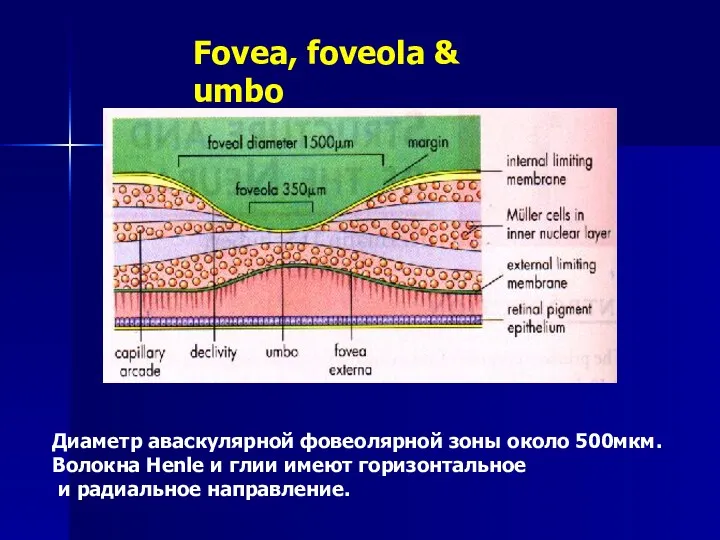 Fovea, foveola & umbo Диаметр аваскулярной фовеолярной зоны около 500мкм.