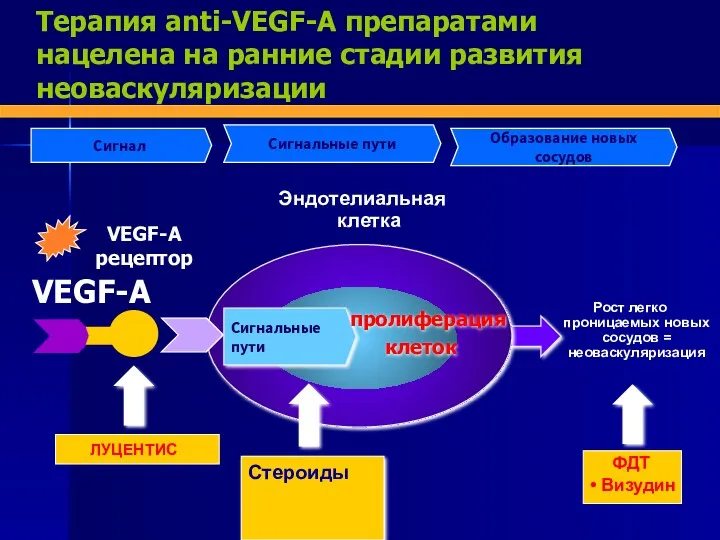 Терапия аnti-VEGF-А препаратами нацелена на ранние стадии развития неоваскуляризации VEGF-А