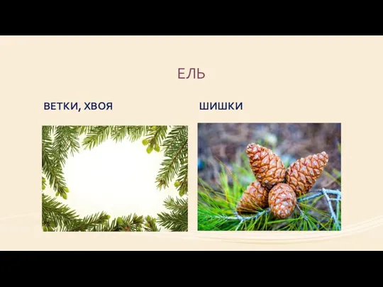 ЕЛЬ ВЕТКИ, ХВОЯ ШИШКИ