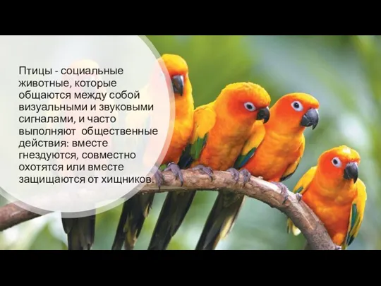 Птицы - социальные животные, которые общаются между собой визуальными и