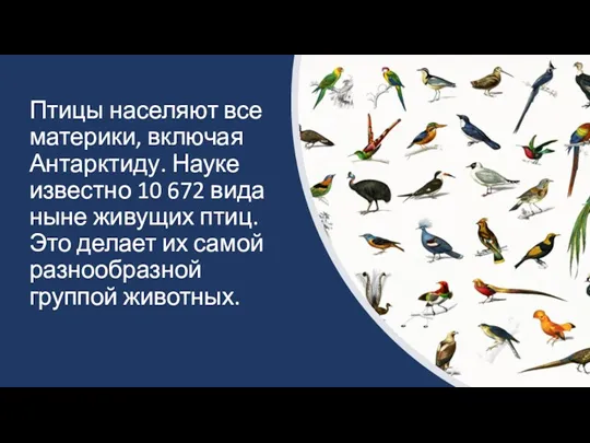 Птицы населяют все материки, включая Антарктиду. Науке известно 10 672