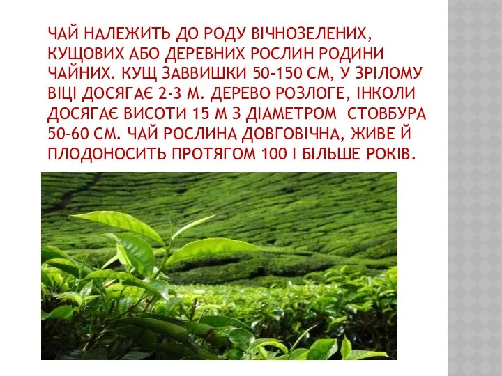 ЧАЙ НАЛЕЖИТЬ ДО РОДУ ВІЧНОЗЕЛЕНИХ, КУЩОВИХ АБО ДЕРЕВНИХ РОСЛИН РОДИНИ