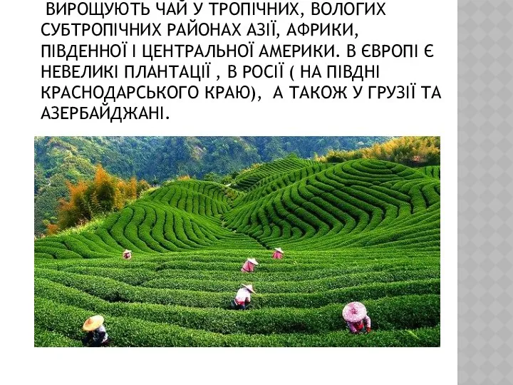 ВИРОЩУЮТЬ ЧАЙ У ТРОПІЧНИХ, ВОЛОГИХ СУБТРОПІЧНИХ РАЙОНАХ АЗІЇ, АФРИКИ, ПІВДЕННОЇ