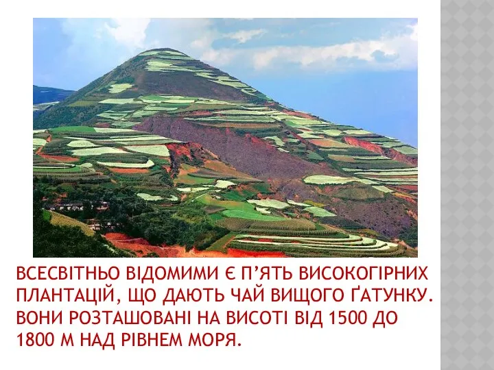 ВСЕСВІТНЬО ВІДОМИМИ Є П’ЯТЬ ВИСОКОГІРНИХ ПЛАНТАЦІЙ, ЩО ДАЮТЬ ЧАЙ ВИЩОГО