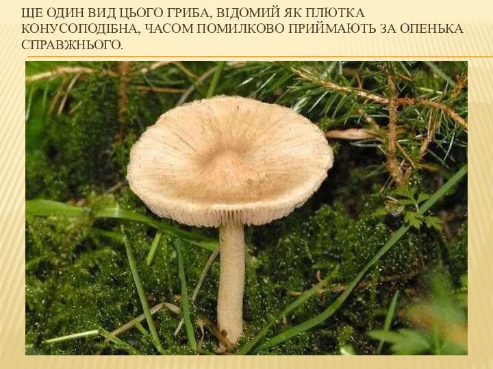 ЩЕ ОДИН ВИД ЦЬОГО ГРИБА, ВІДОМИЙ ЯК ПЛЮТКА КОНУСОПОДІБНА, ЧАСОМ ПОМИЛКОВО ПРИЙМАЮТЬ ЗА ОПЕНЬКА СПРАВЖНЬОГО.