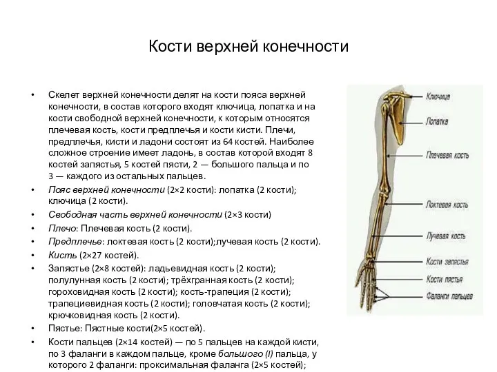 Кости верхней конечности Скелет верхней конечности делят на кости пояса верхней конечности, в