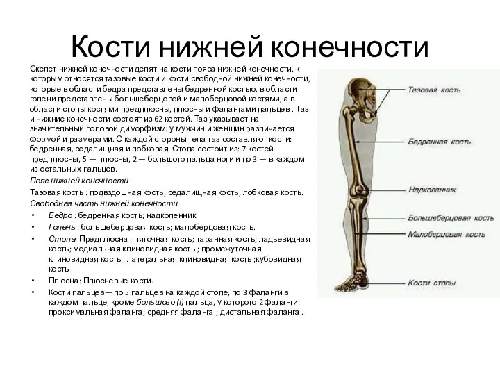 Кости нижней конечности Скелет нижней конечности делят на кости пояса нижней конечности, к