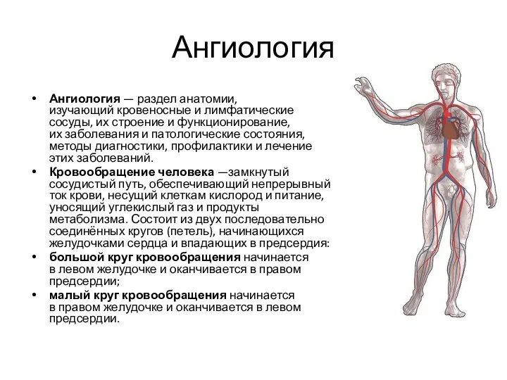 Ангиология Ангиология — раздел анатомии, изучающий кровеносные и лимфатические сосуды, их строение и