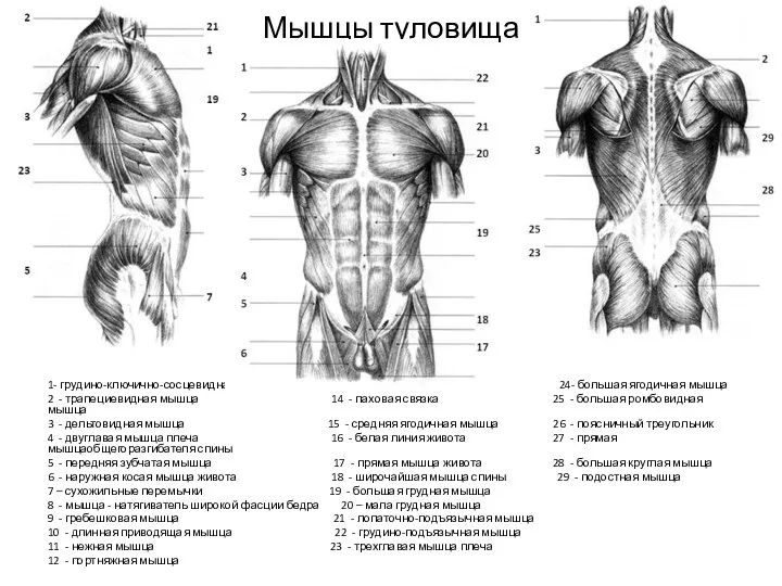 Мышцы туловища 1- грудино-ключично-сосцевидная мышца 13 - пирамидальная мышца 24- большая ягодичная мышца