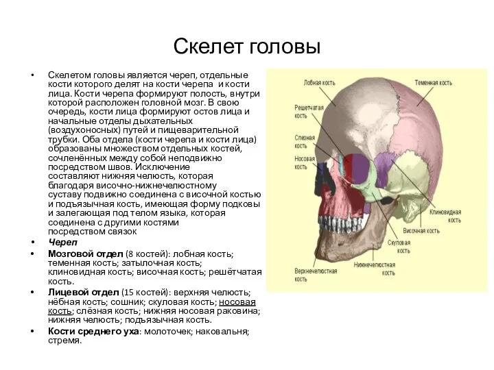 Скелет головы Скелетом головы является череп, отдельные кости которого делят на кости черепа