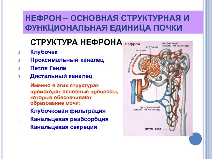 НЕФРОН – ОСНОВНАЯ СТРУКТУРНАЯ И ФУНКЦИОНАЛЬНАЯ ЕДИНИЦА ПОЧКИ СТРУКТУРА НЕФРОНА