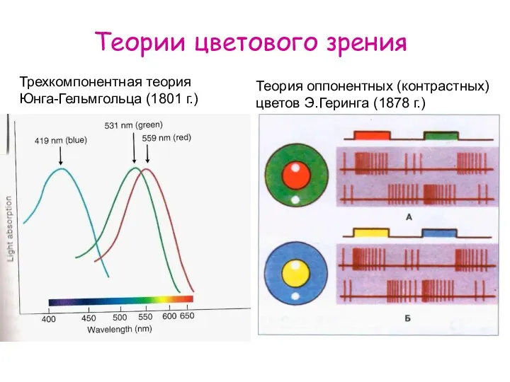 Теории цветового зрения Трехкомпонентная теория Юнга-Гельмгольца (1801 г.) Теория оппонентных (контрастных) цветов Э.Геринга (1878 г.)