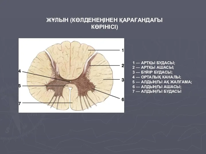 1 — АРТҚЫ БУДАСЫ; 2 — АРТҚЫ АШАСЫ; 3 —