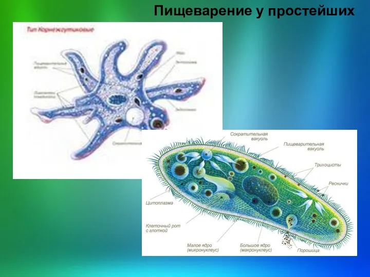 Пищеварение у простейших