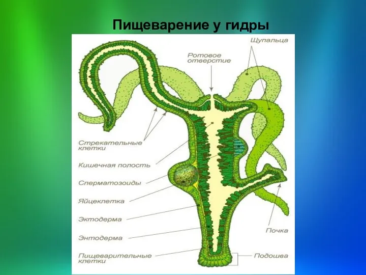 Пищеварение у гидры