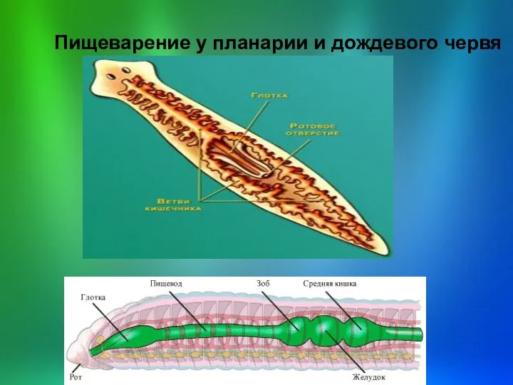 Пищеварение у планарии и дождевого червя