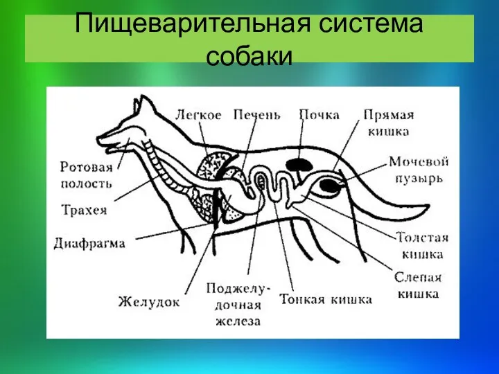 Пищеварительная система собаки