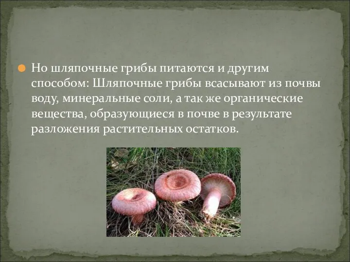 Но шляпочные грибы питаются и другим способом: Шляпочные грибы всасывают