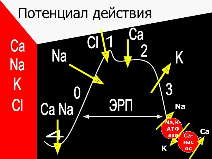 Потенциал действия 0 4 1 2 3 ЭРП Ca Na