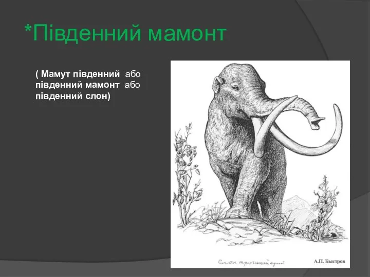 *Південний мамонт ( Мамут південний або південний мамонт або південний слон)