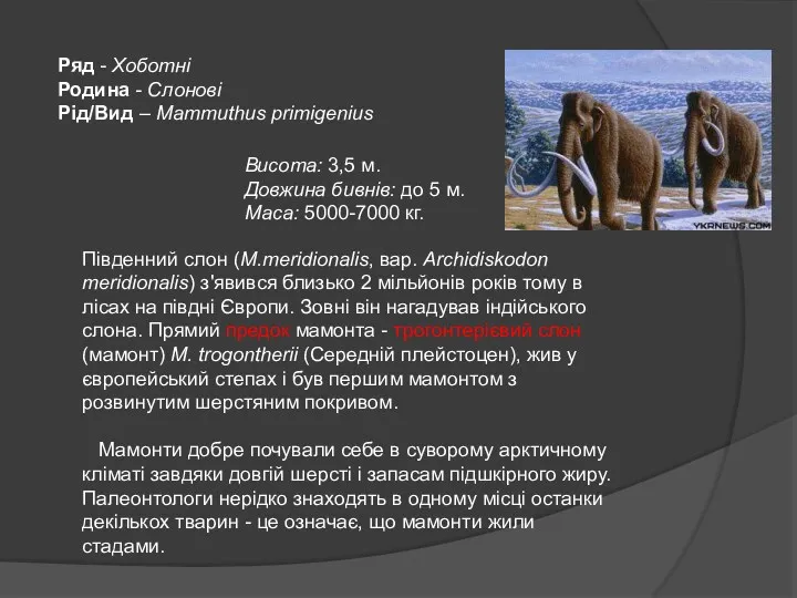 Ряд - Хоботні Родина - Слонові Рід/Вид - Mammuthus primigenius