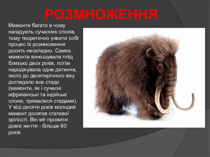 РОЗМНОЖЕННЯ Мамонти багато в чому нагадують сучасних слонів, тому теоретично