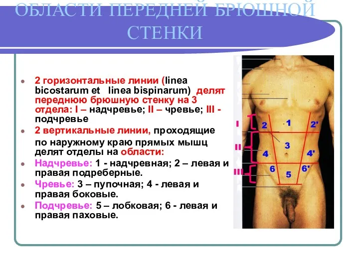 ОБЛАСТИ ПЕРЕДНЕЙ БРЮШНОЙ СТЕНКИ 2 горизонтальные линии (linea bicostarum et linea bispinarum) делят