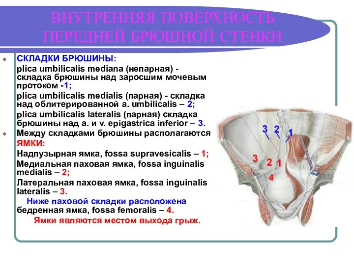 ВНУТРЕННЯЯ ПОВЕРХНОСТЬ ПЕРЕДНЕЙ БРЮШНОЙ СТЕНКИ СКЛАДКИ БРЮШИНЫ: plica umbilicalis mediana (непарная) - складка