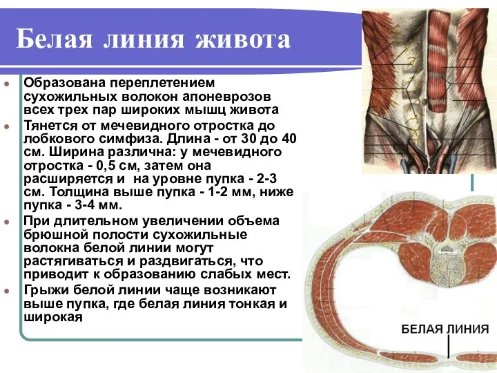 Белая линия живота Образована переплетением сухожильных волокон апоневрозов всех трех