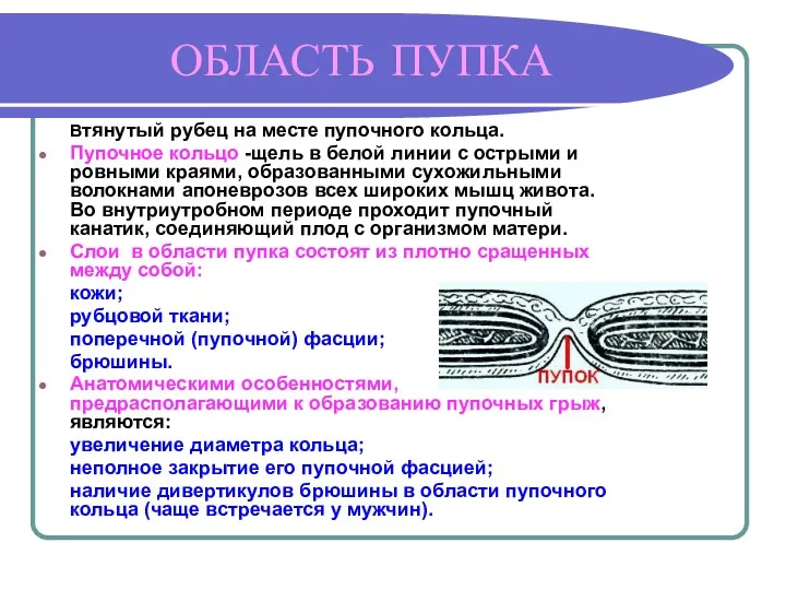 ОБЛАСТЬ ПУПКА Втянутый рубец на месте пупочного кольца. Пупочное кольцо -щель в белой