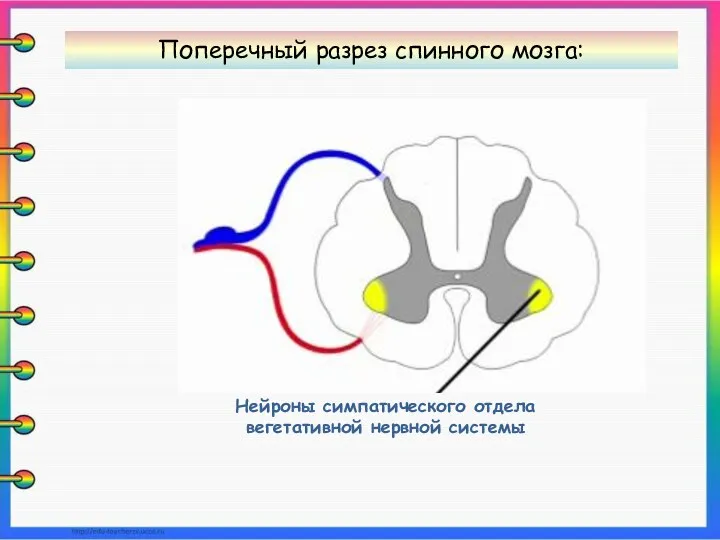 Нейроны симпатического отдела вегетативной нервной системы Поперечный разрез спинного мозга: