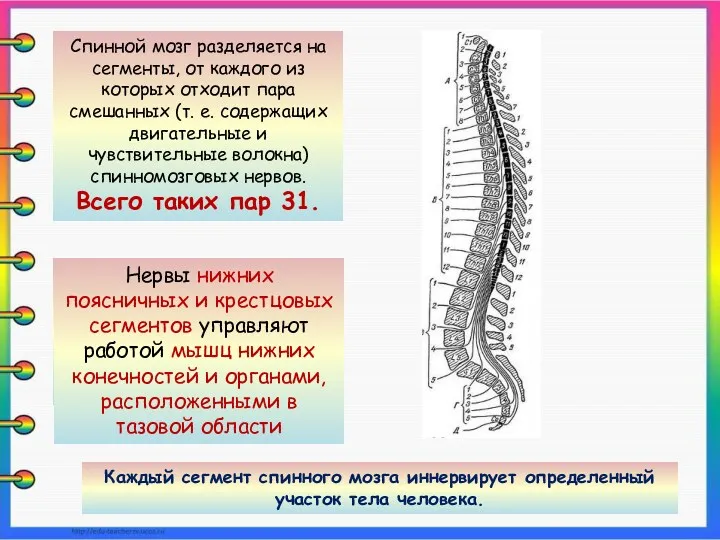 Спинной мозг разделяется на сегменты, от каждого из которых отходит