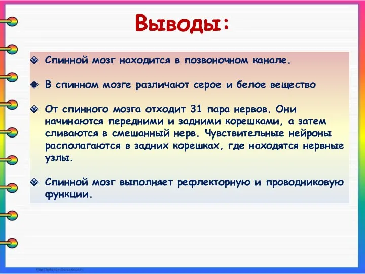 Спинной мозг находится в позвоночном канале. В спинном мозге различают