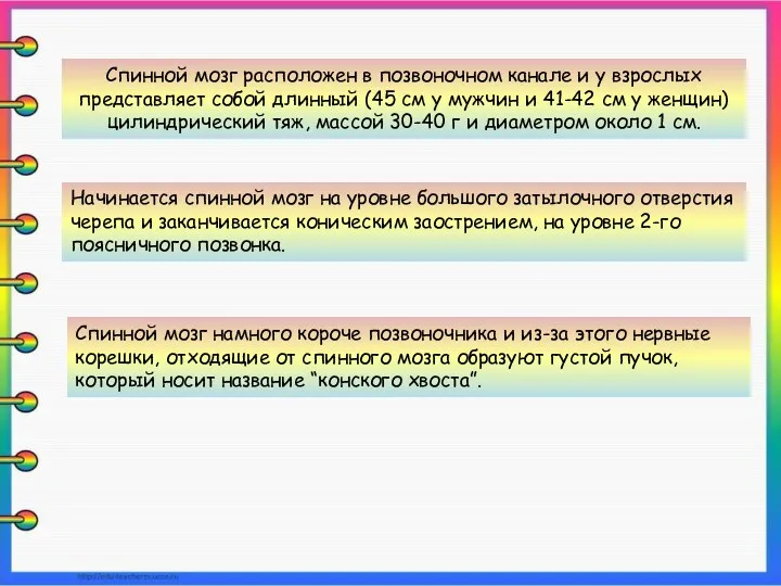 Спинной мозг расположен в позвоночном канале и у взрослых представляет