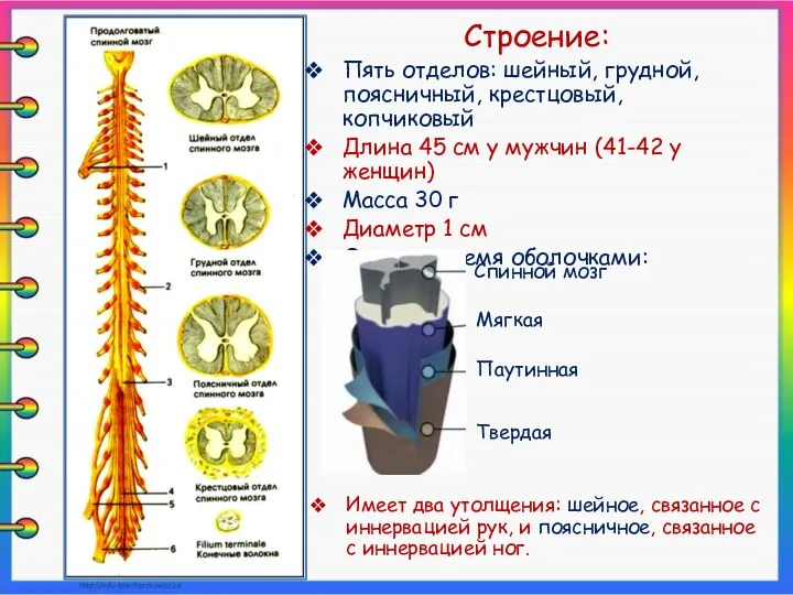 Строение: Пять отделов: шейный, грудной, поясничный, крестцовый, копчиковый Длина 45