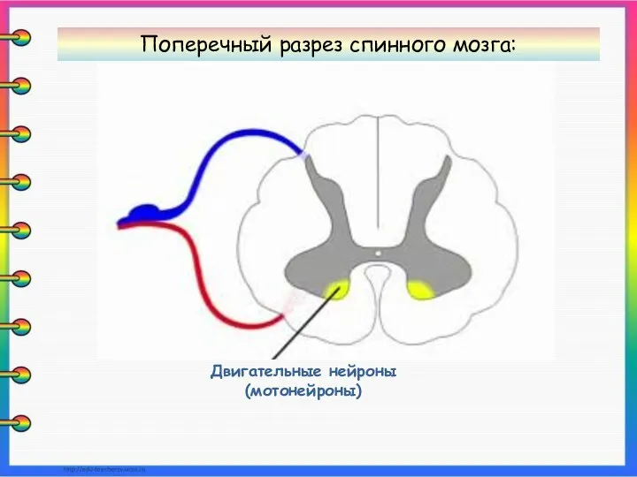 Двигательные нейроны (мотонейроны) Поперечный разрез спинного мозга: