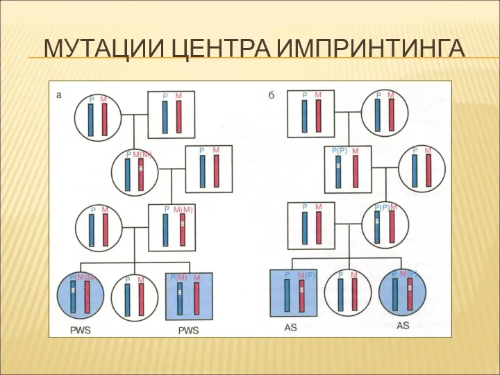 МУТАЦИИ ЦЕНТРА ИМПРИНТИНГА